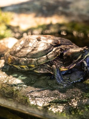 nature-station-25-spring--07